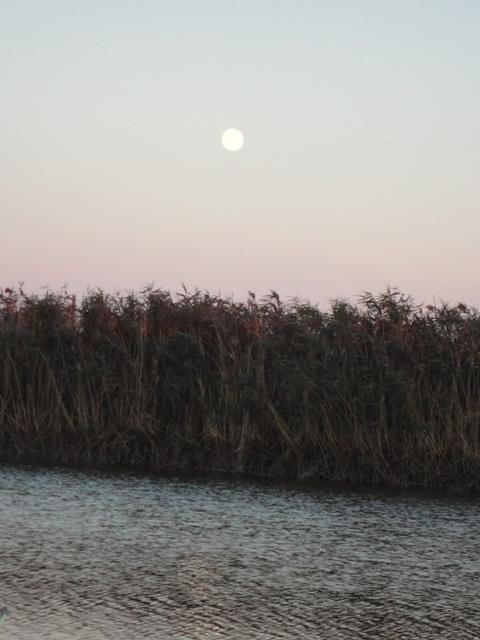 Sulina sept. 2013 - part. II - dsc00694.JPG